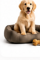Fournitures pour Animaux