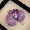 O1CN01J6vKMj2C6FOiKaviq_2213197678424-0-cib Phalaenopsis Orchid Hair Clip - Large Silk Flower with Pearl Detail