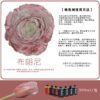 Fresh Flower Absorption Dye - 300ml Florist Colour Change