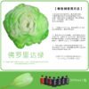 Fresh Flower Absorption Dye - 300ml Florist Colour Change