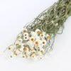 White Preserved Dried Flowers - Wedding & Home Styling Bunches