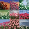 Tulip Landscape Digital Oil Painting DIY Kit, Hand-Painted Acrylic Art